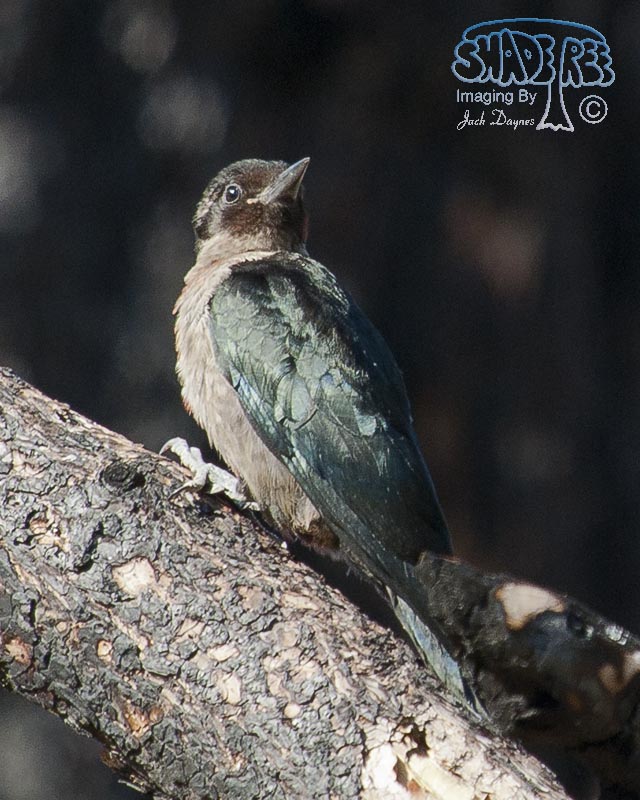 Lewis's Woodpecker - Melanerpes lewis