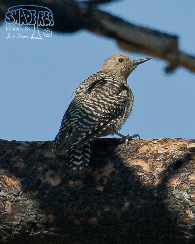 Williamson's Sapsucker - Sphyrapicus thyroideus