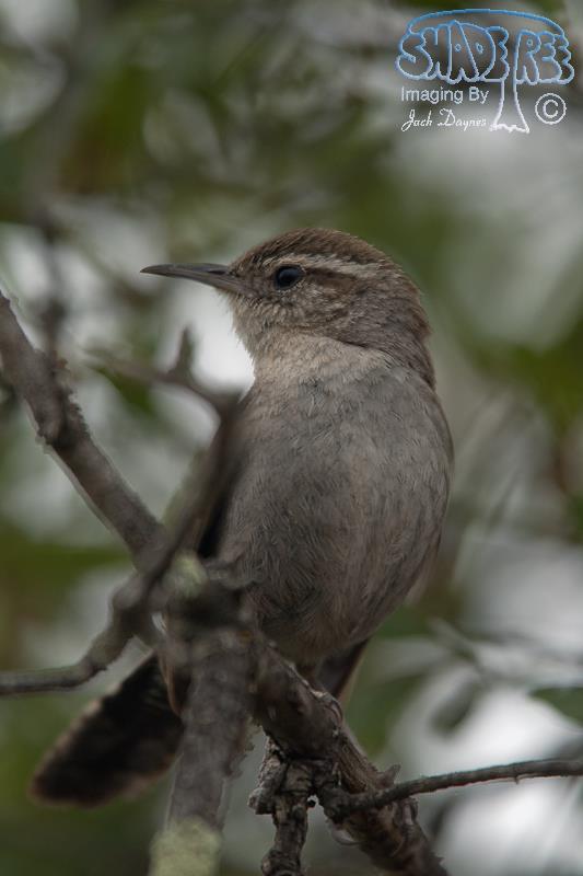 Bewick's Wren - Thryomanes bewickii