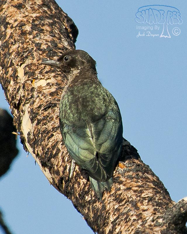 Lewis's Woodpecker - Melanerpes lewis