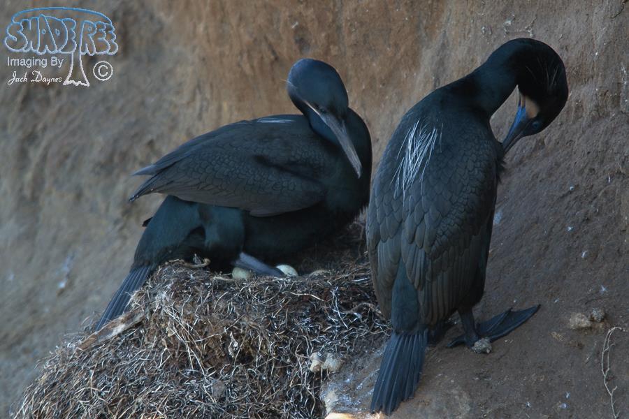 Brandt's Cormorant - Urile penicillatus