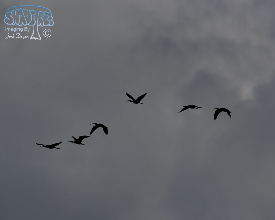White-Faced Ibis - Plegadis chihi