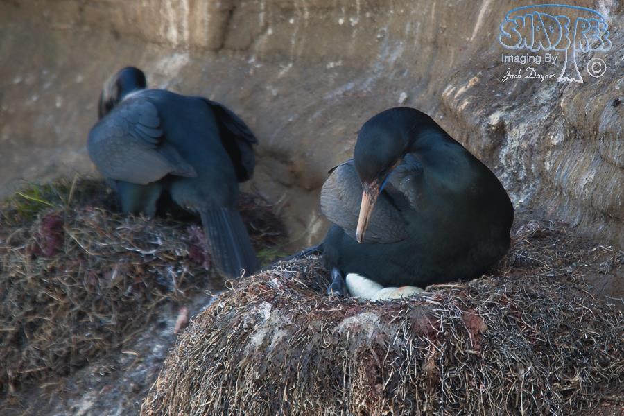 Brandt's Cormorant - Urile penicillatus