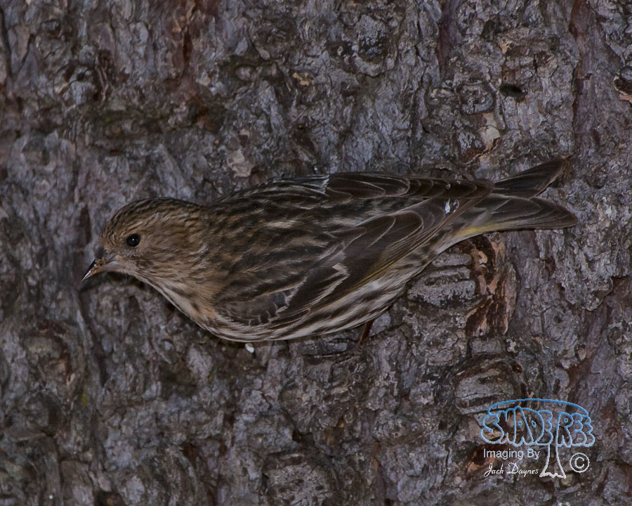 Pine Siskin - Carduelis pinus