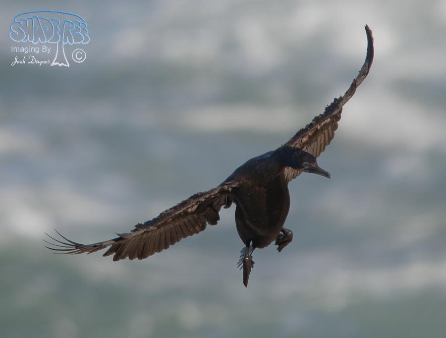 Brandt's Cormorant - Urile penicillatus