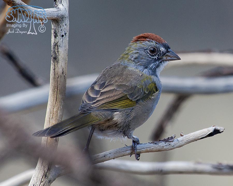 Green-Tailed Towhee - Pipilo chlorurus