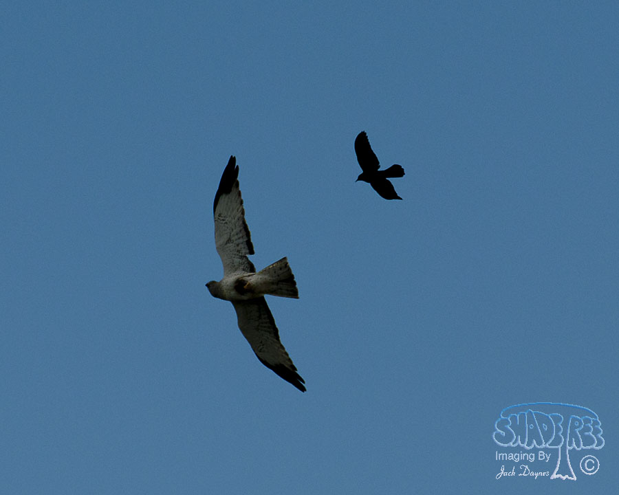 Northern Harrier - Circus cyaneus