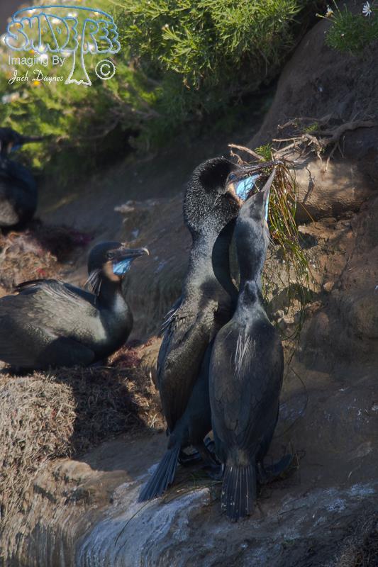 Brandt's Cormorant - Phalacrocorax penicillatus