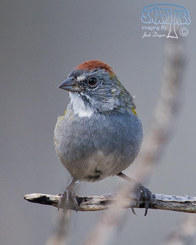 Green-Tailed Towhee - Pipilo chlorurus