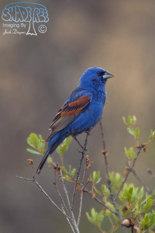 Blue Grosbeak - Passerina caerulea