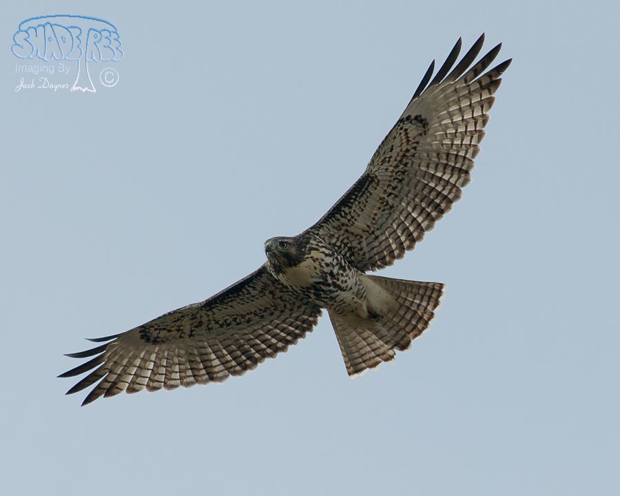 Red-Tailed Hawk - Buteo jamaicensis