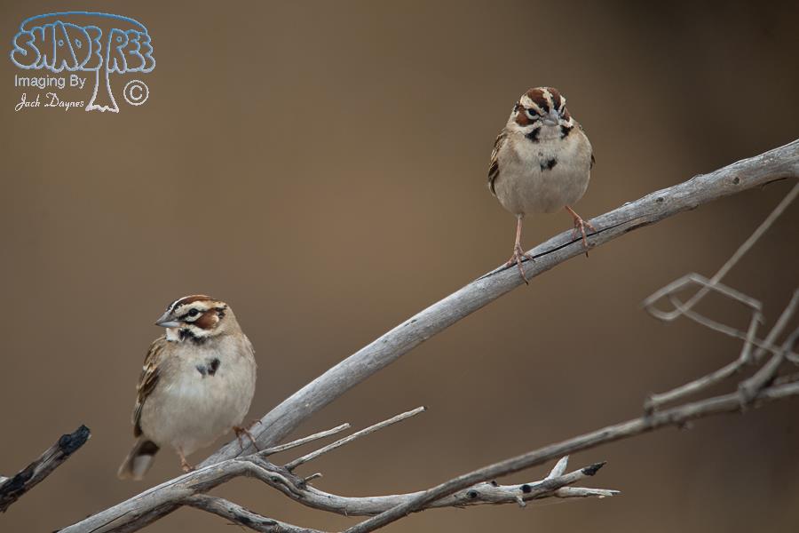 Lark Sparrow - Chondestes grammacus