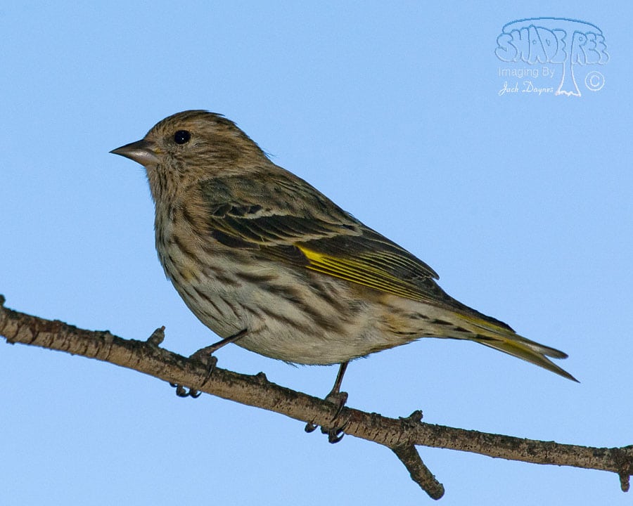 Pine Siskin - Carduelis pinus