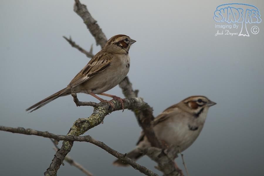 Lark Sparrow - Chondestes grammacus