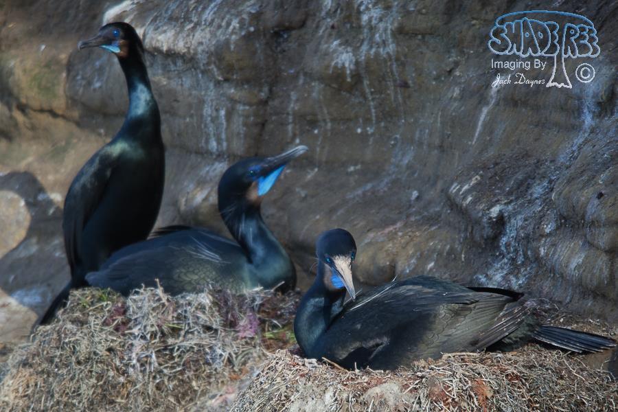 Brandt's Cormorant - Phalacrocorax penicillatus