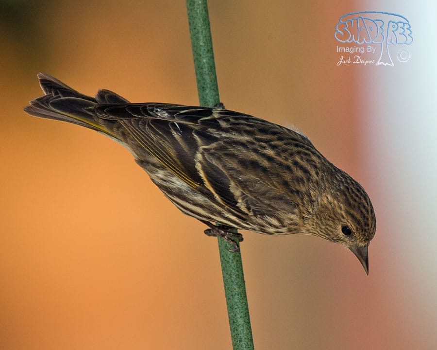 Pine Siskin - Carduelis pinus