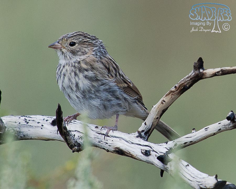 Brewer's Sparrow - Spizella breweri