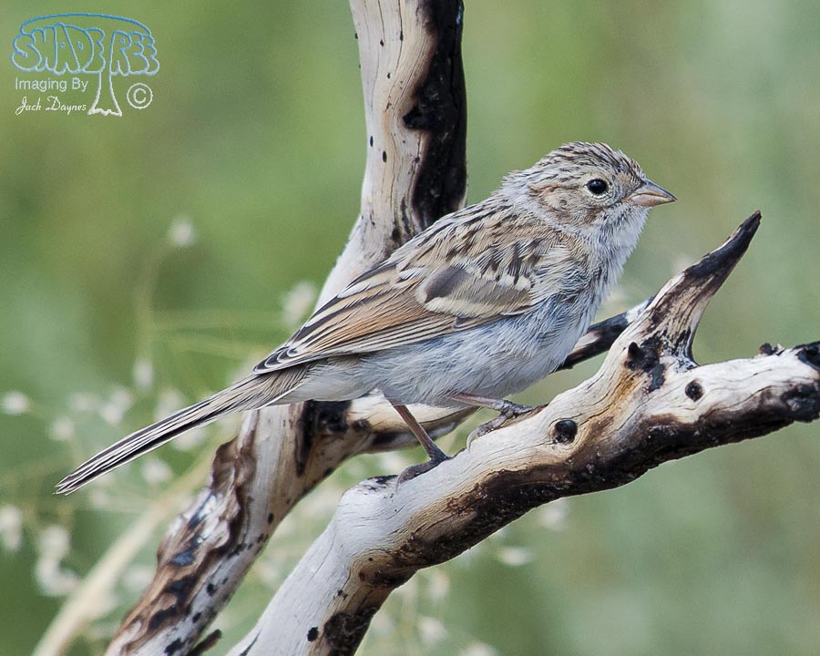 Brewer's Sparrow - Spizella breweri