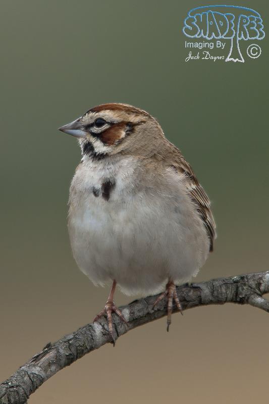 Lark Sparrow - Chondestes grammacus