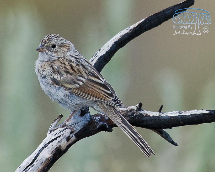 Brewer's Sparrow - Spizella breweri