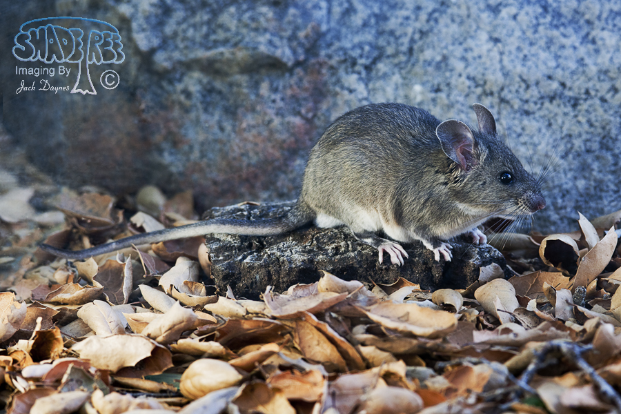 Big-Eared Woodrat - Neotoma macrotis