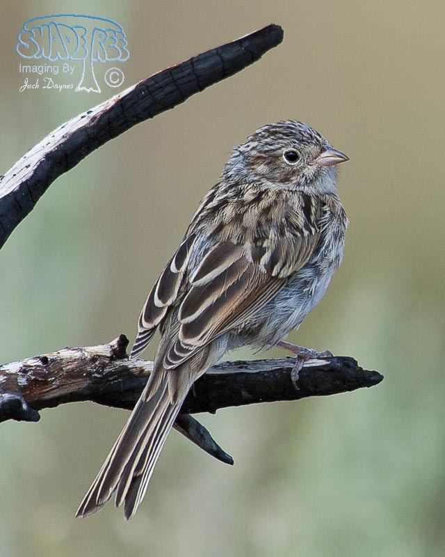 Brewer's Sparrow - Spizella breweri