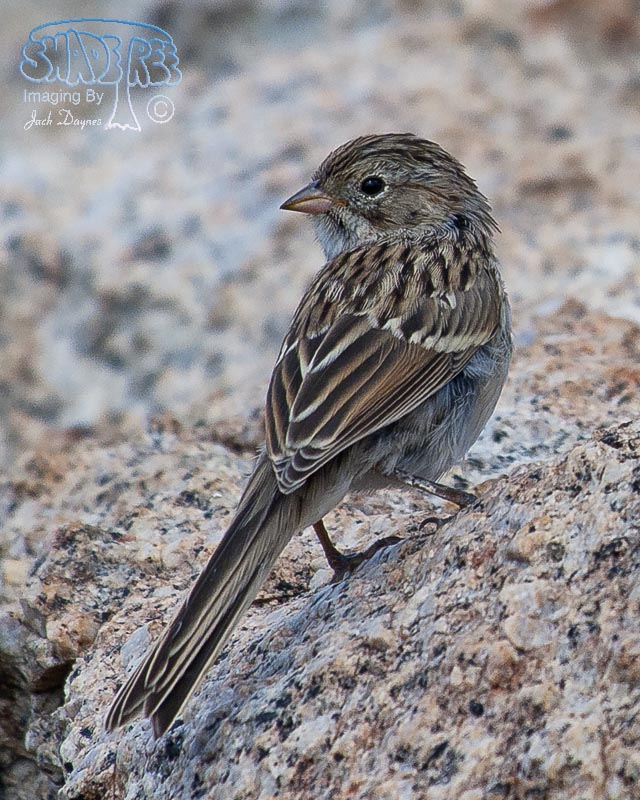 Brewer's Sparrow - Spizella breweri