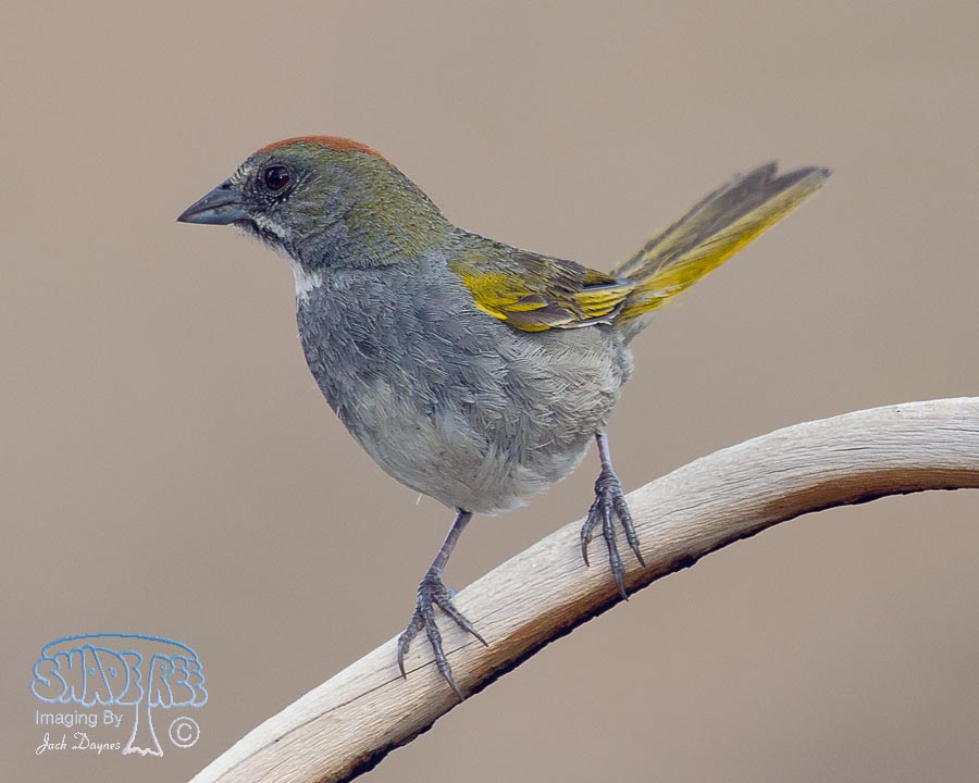 Green-Tailed Towhee - Pipilo chlorurus