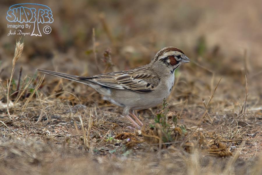 Lark Sparrow - Chondestes grammacus