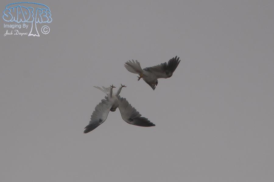 White-Tailed Kite - Elanus leucurus