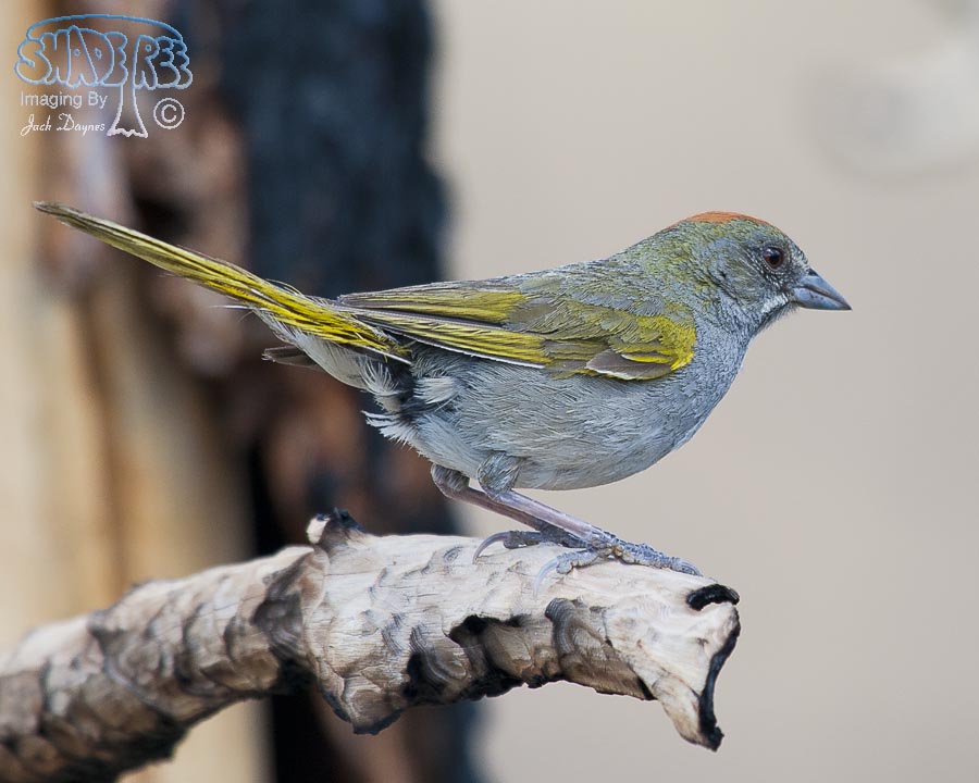 Green-Tailed Towhee - Pipilo chlorurus