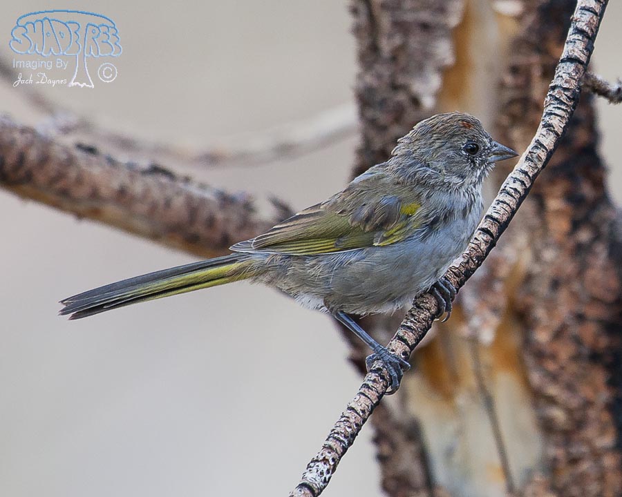 Green-Tailed Towhee - Pipilo chlorurus