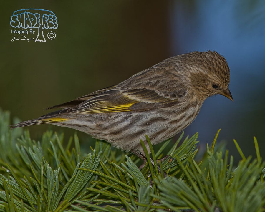 Pine Siskin - Carduelis pinus