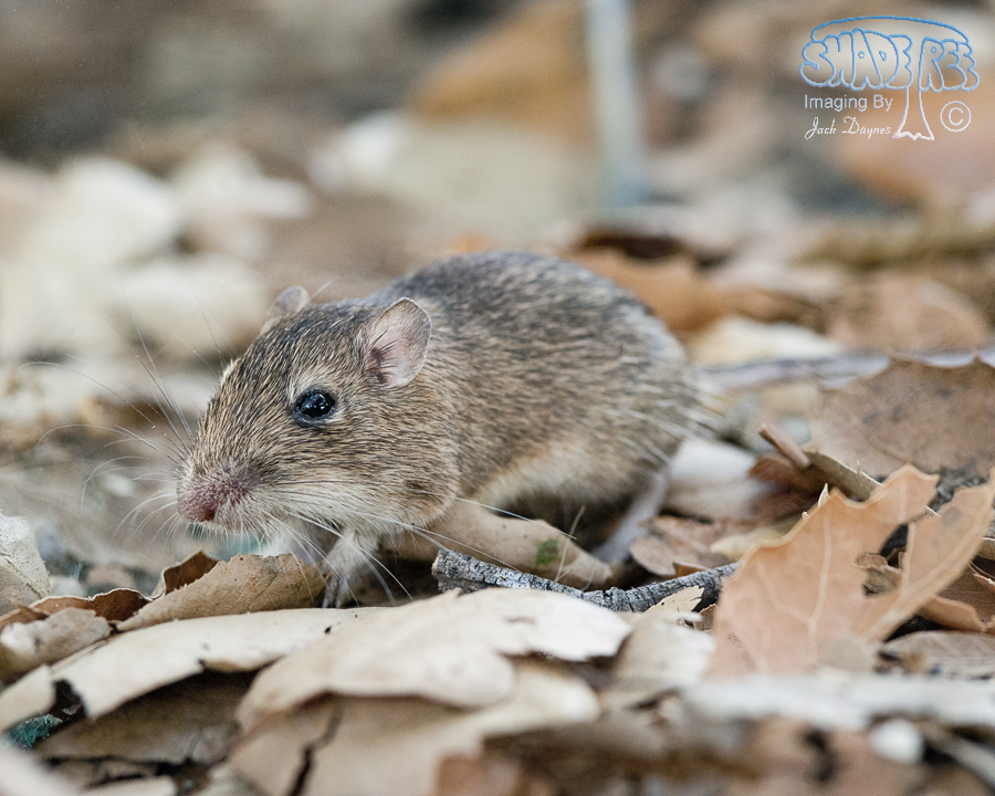 San Diego Pocket Mouse - Chaetodipus fallax