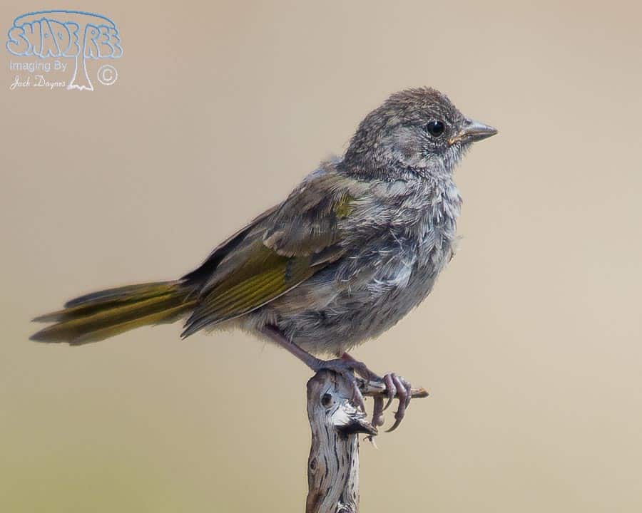 Green-Tailed Towhee - Pipilo chlorurus
