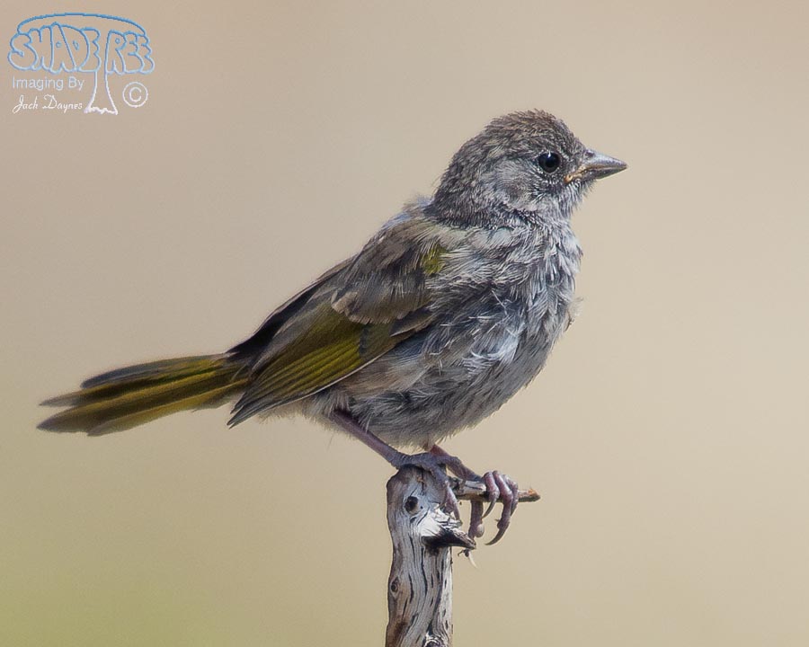 Green-Tailed Towhee - Pipilo chlorurus
