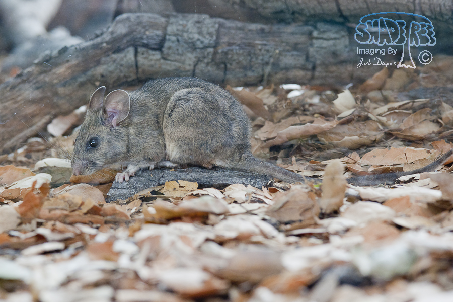 Big-Eared Woodrat - Neotoma macrotis