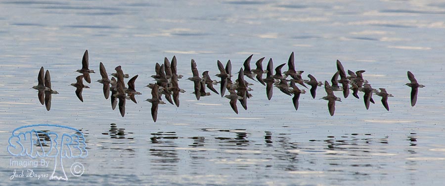 Wilson's Phalarope - Phalaropus tricolor