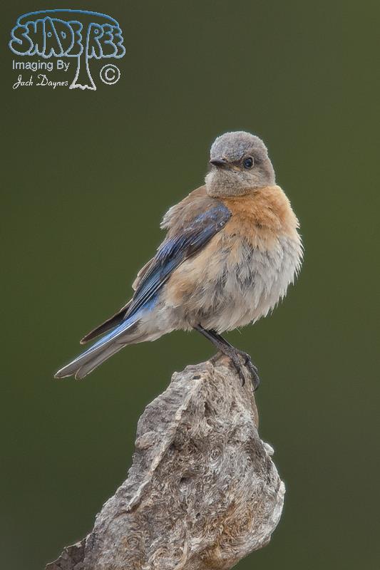 Western Bluebird - Sialia mexicana