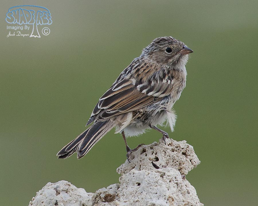 Brewer's Sparrow - Spizella breweri