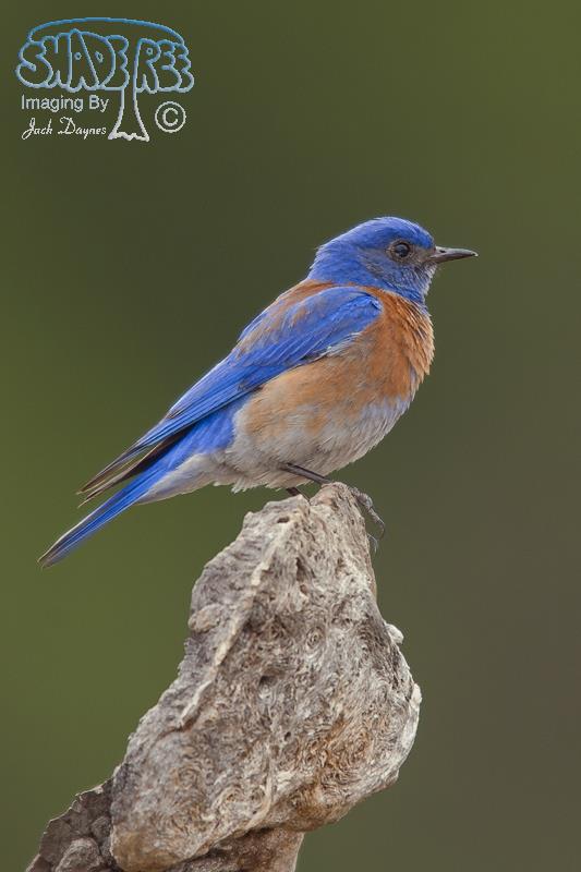 Western Bluebird - Sialia mexicana
