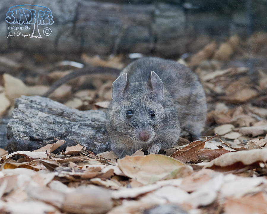 Big-Eared Woodrat - Neotoma macrotis
