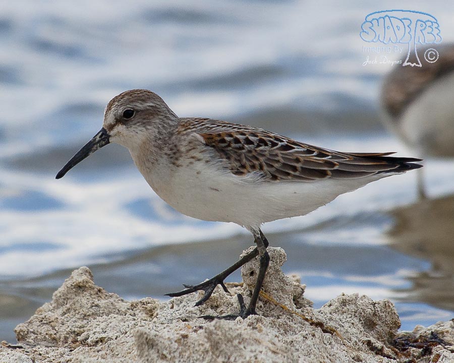 Western Sandpiper - Calidris mauri
