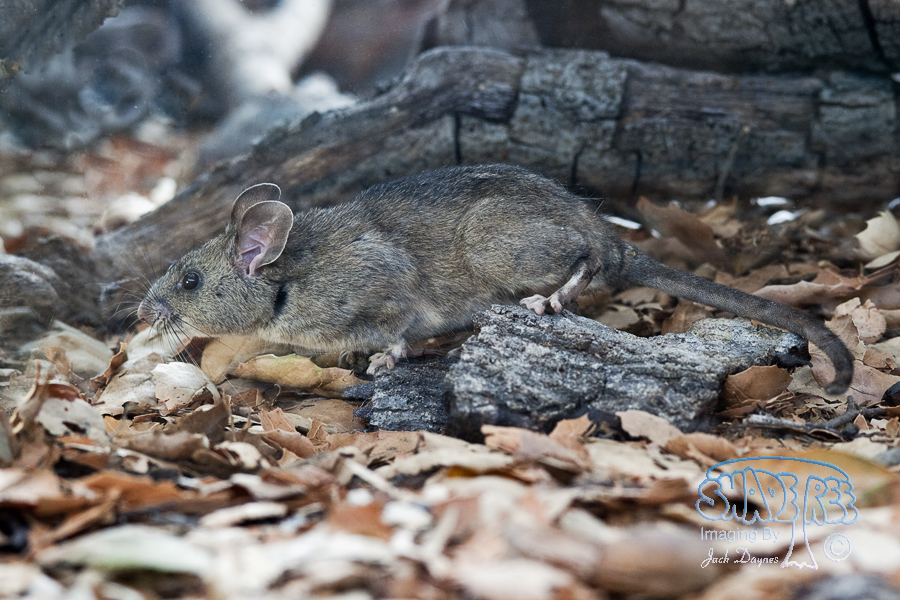 Big-Eared Woodrat - Neotoma macrotis