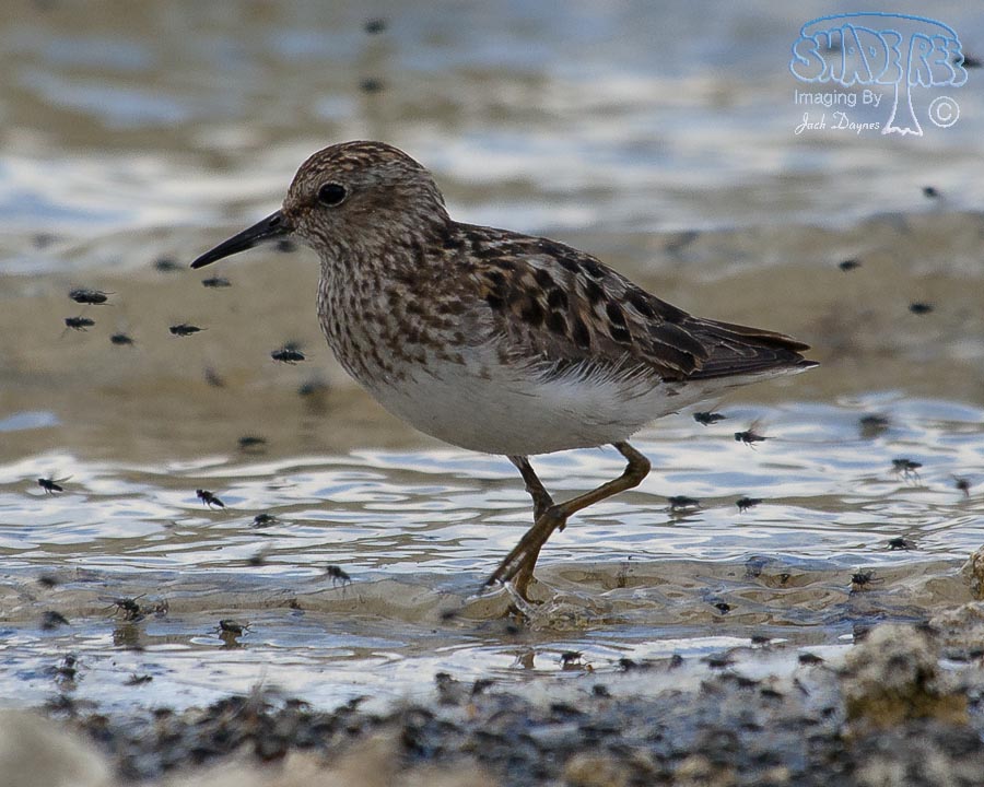 Least Sandpiper - Calidris minutilla
