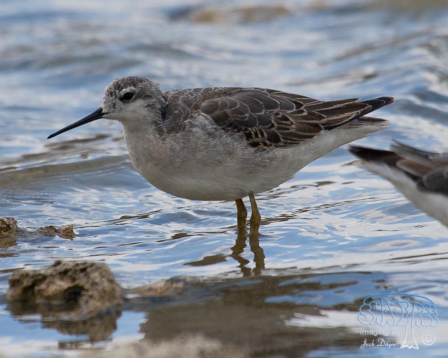 Wilson's Phalarope - Phalaropus tricolor