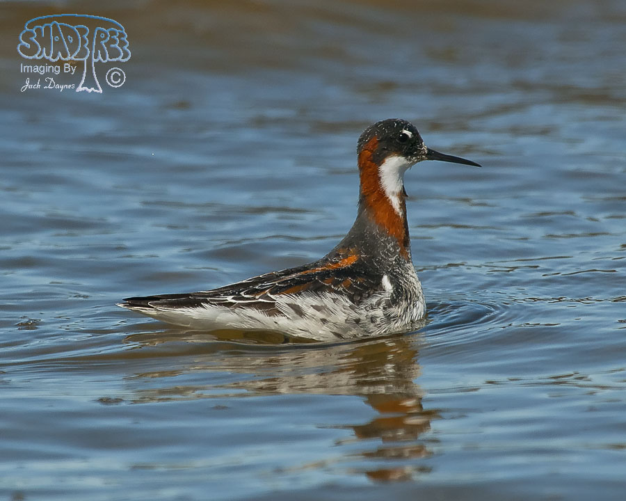 Red-Necked Phalarope - Phalaropus lobatus
