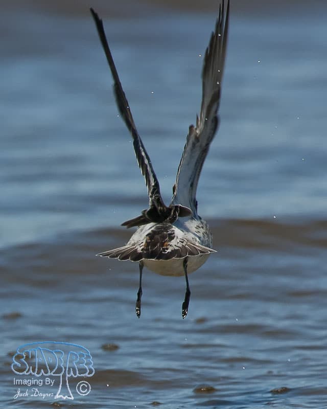Red-Necked Phalarope - Phalaropus lobatus