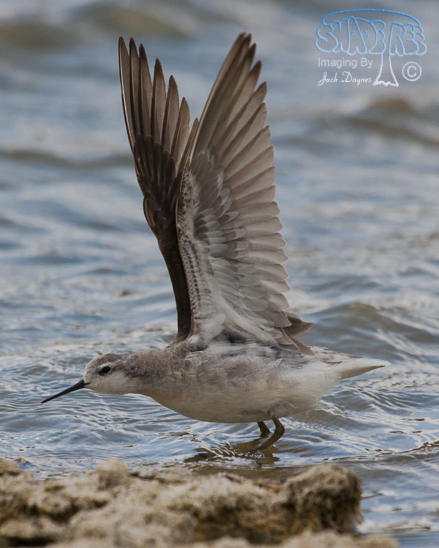 Wilson's Phalarope - Phalaropus tricolor