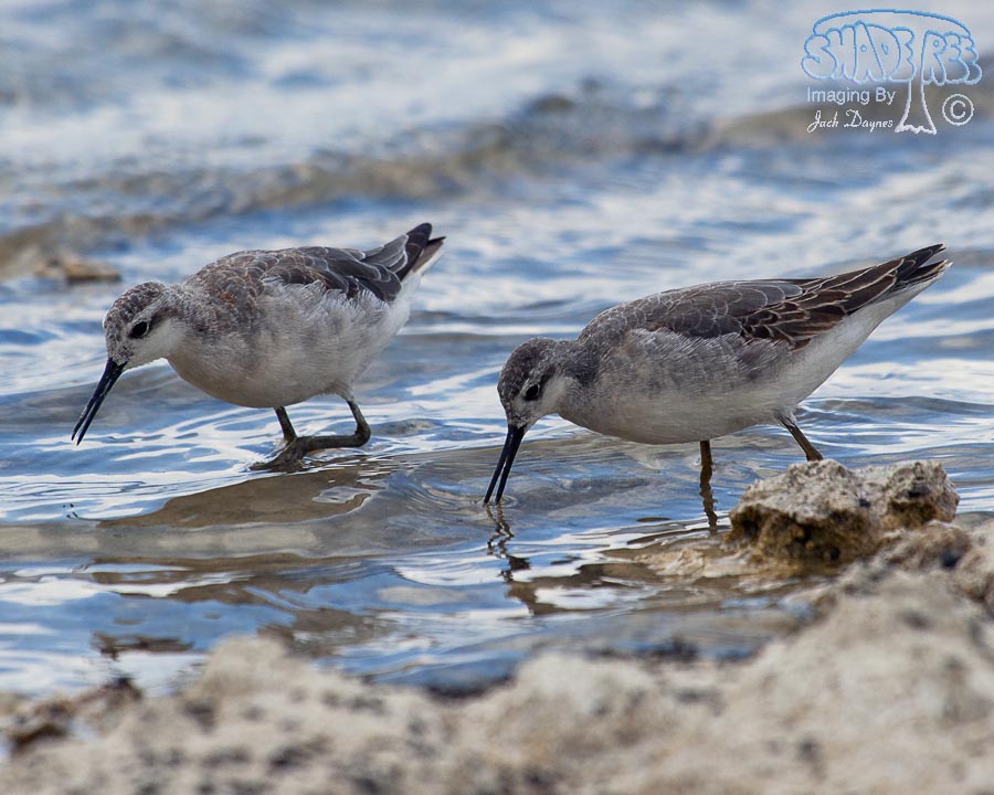 Wilson's Phalarope - Phalaropus tricolor